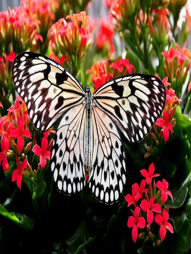 Butterfly Species