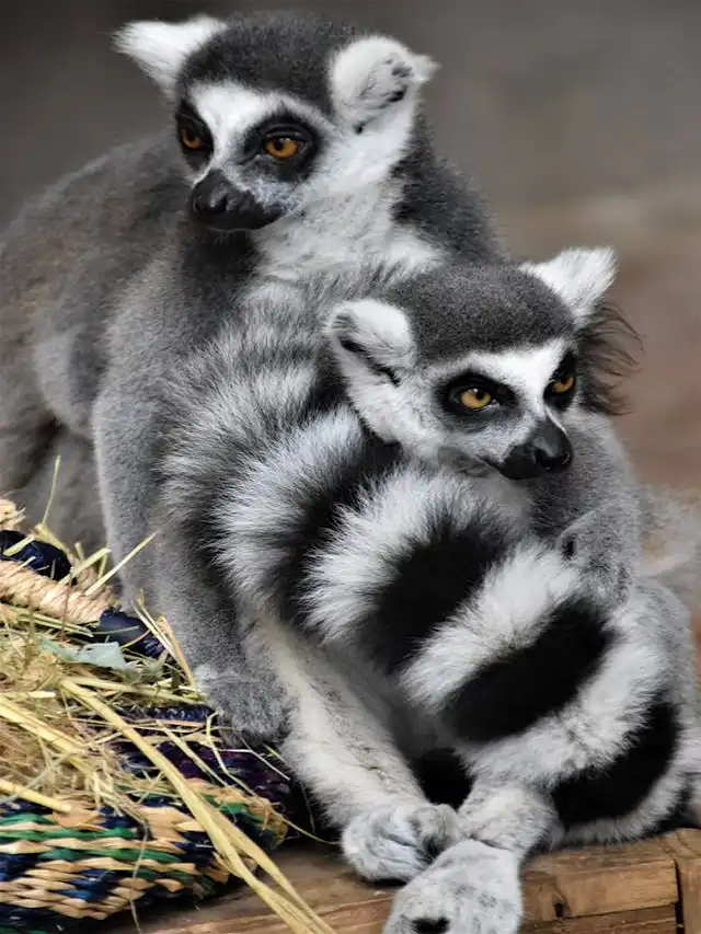 Lemurs from Madagascar