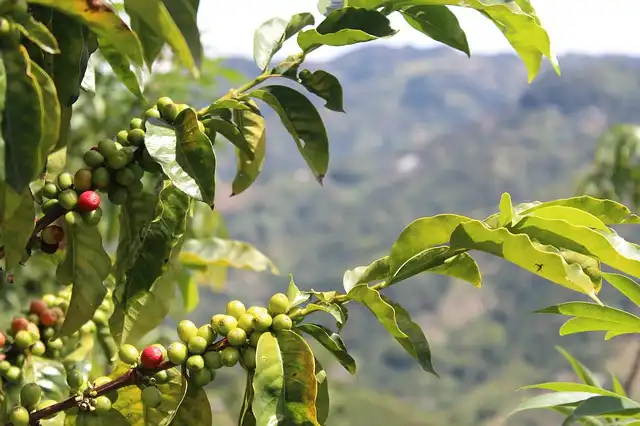 Origin of Coffee in India