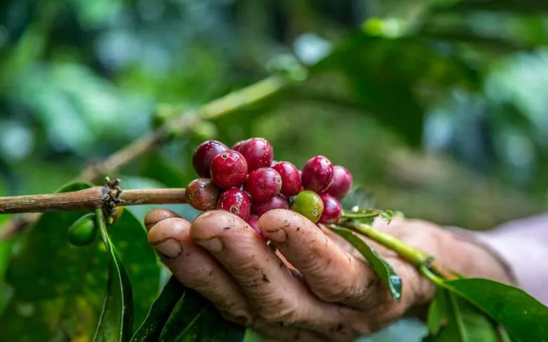 Origin of Coffee in India